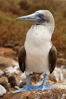 Blue-footed Booby (Sula nebouxii)