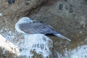 Blue-footed Booby (Sula nebouxii)