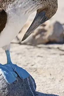 Blue-footed Booby, Sula nebouxii