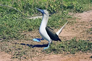 Blue-footed Booby (Sula nebouxii)