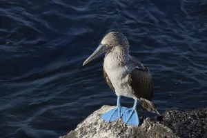 Blue-footed Booby (Sula nebouxii)