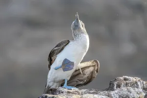 Blue-footed booby (Sula nebouxii)