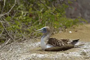 Blue-footed booby (Sula nebouxii) sitting in nest