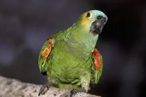Blue-Fronted Amazon Parrot or Turquoise-Fronted Amazon (amazona aestiva) Parrot