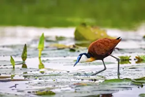 Blue-fronted Jacana (Actophilornis africanus)