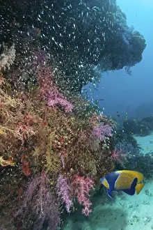 Blue-girdled angelfish (Pomacanthus navarchus)