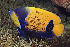 Blue-girdled angelfish (Pomacanthus navarchus)
