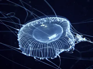 A blue-glowing jellyfish with long filaments floats in the dark water