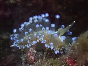 Blue glowing striped thick-billed slug (Janolus cristatus) in a dark underwater habitat