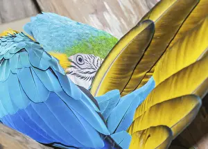 Category Wildlife DE Prints: Blue and Gold Macaw (Ara ararauna)