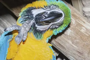 Category Wildlife DE Prints: Blue and Gold Macaw (Ara ararauna) rubbing its chin
