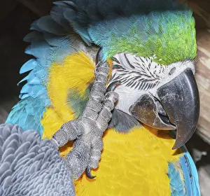 Category Wildlife DE Prints: Blue and Gold Macaw (Ara ararauna) scratching its head