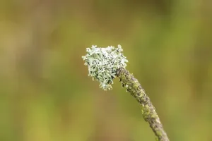 Blue-green lichens in the mixed forest