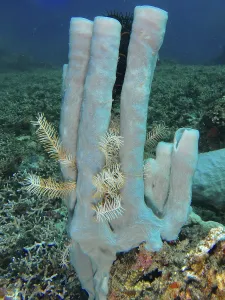 Category Wildlife DE Prints: Blue-grey large tubular sponge (Haliclona (Reniera) fascigera) with filigree white elements in a rich underwater fauna