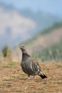 Blue Grouse (Dendragapus obscurus) adult male