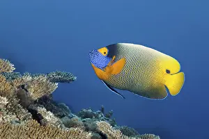 Category Coral Reefs DE Prints: Blue-headed angelfish (Pomocanthus xanthometopon) swimming over coral reef