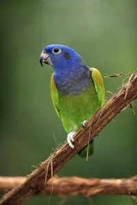 Blue-headed Parrot (Pionus menstruus)
