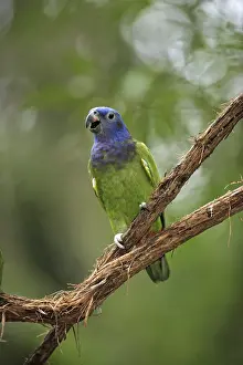Blue-headed Parrot (Pionus menstruus)