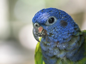 Blue headed pionus (Pionus menstruus)