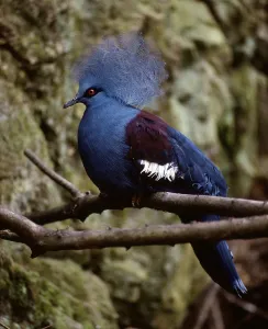 Blue-headed Western Crowned Pigeon (Goura cristata)