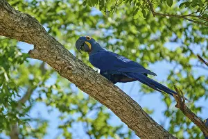 Blue Hyacinth Macaw sitting on a tree branch with sunny background