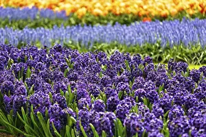 Category Historic EN Prints: Blue hyacinths (Hyacinthus) in a flower bed