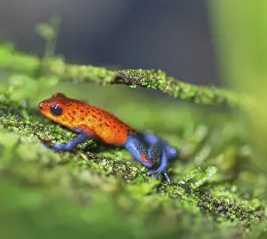 Blue jeans dart frog (Dendrobates pumilio) climbing twig