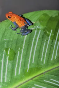 Blue jeans dart frog (Dendrobates pumilio) on a leaf