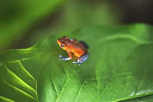 Category Wildlife DE Prints: Blue jeans dart frog (Dendrobates pumilio) on leaf