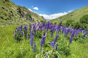Blue Large-leaved lupins (Lupinus polyphyllus) in Mountain Landscape