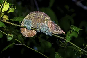 Blue legged Chameleon, (Calumma crypticim)