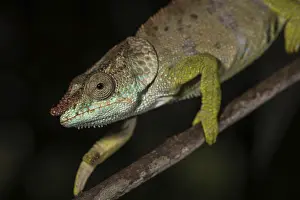 Blue-legged chameleon (Calumma crypticum)