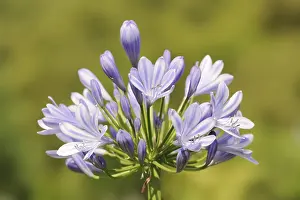 Blue lily (Agapanthus africanus)