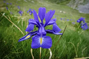 Blue lily (Iris latifolia), col de Aneou