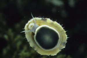 Blue limpet shell (Patella coerulea) On glass