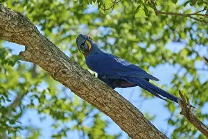 A blue macaw sits alone on a branch