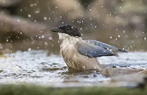 Blue magpie (Cyanopica cooki), Extremadura
