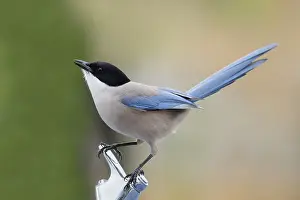 Blue magpie (Cyanopica cyanus), Algarve, Portugal