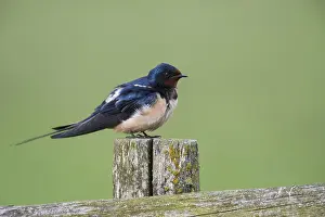 Blue-metallic iridescence
