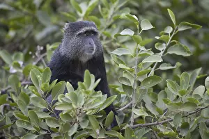 Blue Monkey (Cercopithecus mitis)