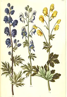 Blue monkshood (Aconitum napellus)