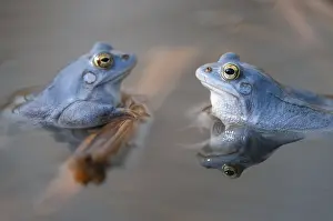 Blue moor frog (Rana arvalis) mating in the moor