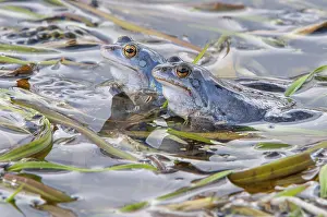 Blue moor frog (Rana arvalis) mating in the moor