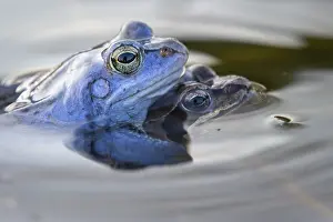 Blue moor frog (Rana arvalis) mating in the moor