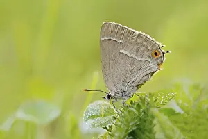 Blue Oak Fritillary (Favonius quercus)