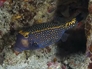 Framed Print : Blue-orange boxfish with a dotted pattern Framed Print : Blue-orange boxfish with a dotted pattern