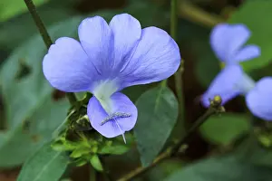 Blue orchid flower, bastar, chhattisgarh