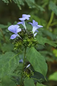 Blue orchid flower, bastar, chhattisgarh