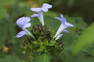 Blue orchid flower, bastar, chhattisgarh