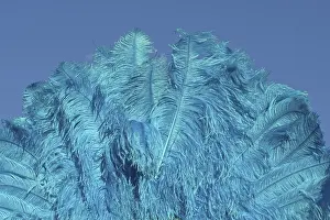 A blue ostrich feather fan stands out against a blue sky